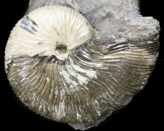 Hoploscaphites Brevis Ammonite - #43905